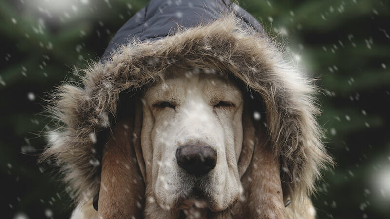 How to Stay Warm During the Winter for Dogs